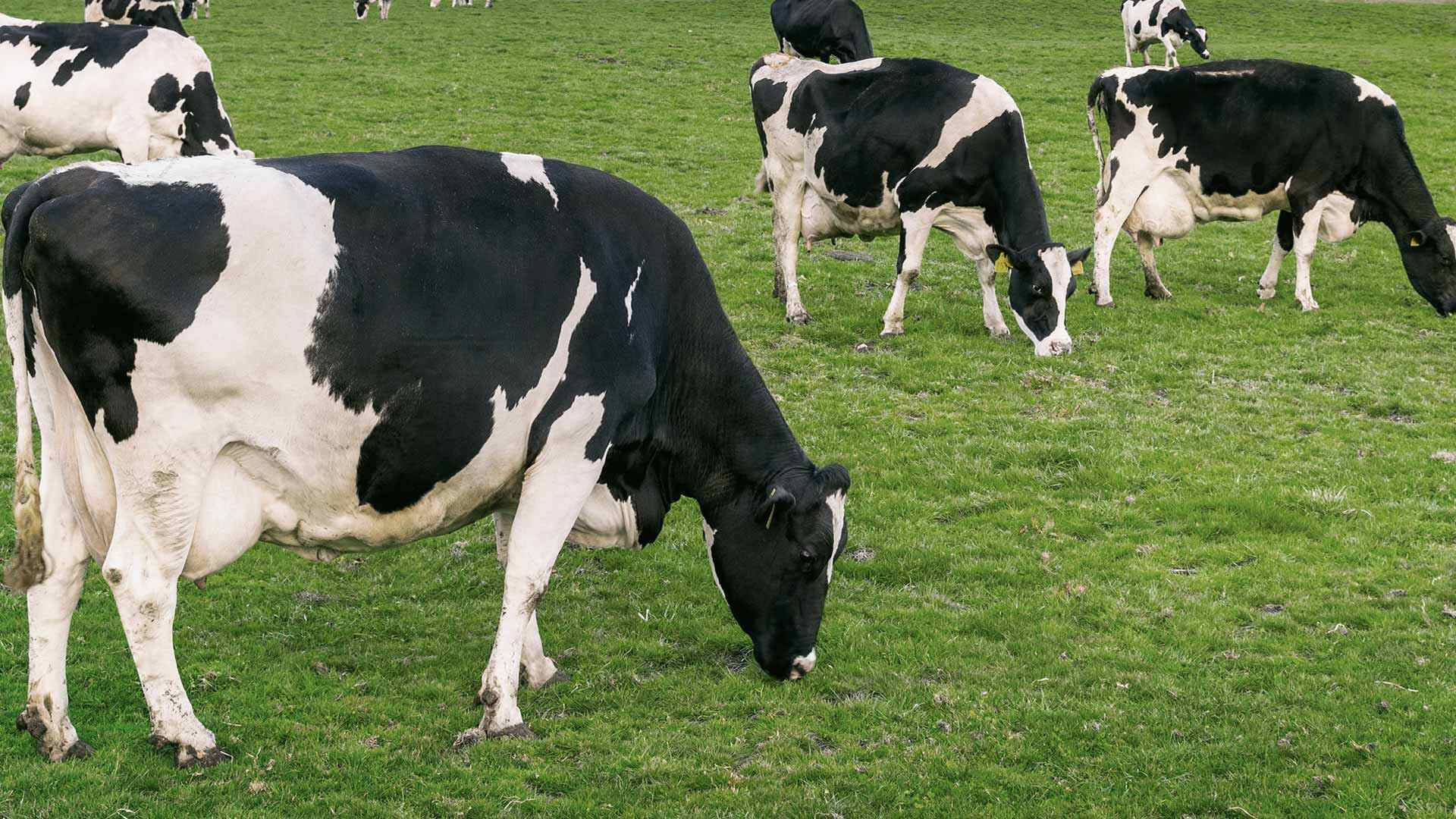 vacas lecheras raza holando pastando
